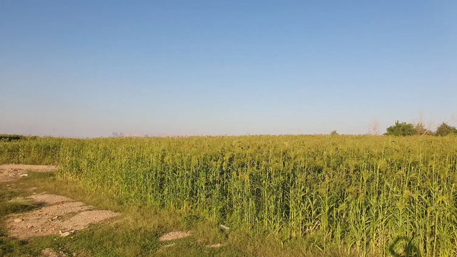 با سلام نیم هکتار جارو|فروش دفتر صنعتی، کشاورزی، تجاری|اندیمشک, |دیوار