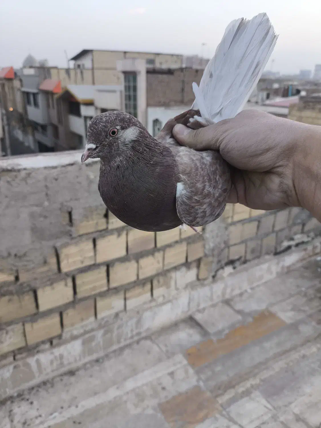 کفتر پتی|پرنده|قم, نیروگاه|دیوار