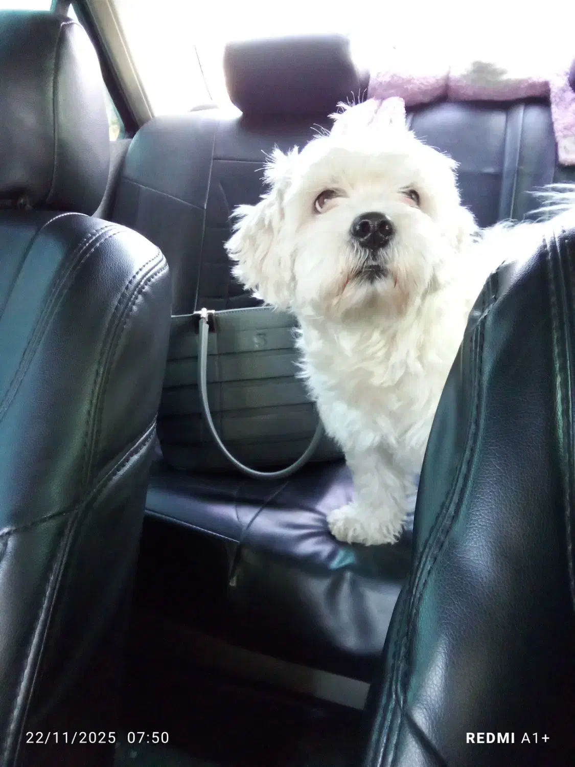 واگذاری سگ تریر یک ساله|سگ|پاکدشت, پاکدشت (مامازند)|دیوار