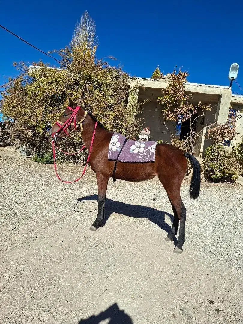 اسب مادیان|اسب و تجهیزات اسبسواری|یاسوج, |دیوار