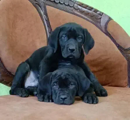 پرورش تخصصی روتوایلر ، ژرمن ،کنکورسو و دوبرمن|سگ|کرج, گوهردشت|دیوار