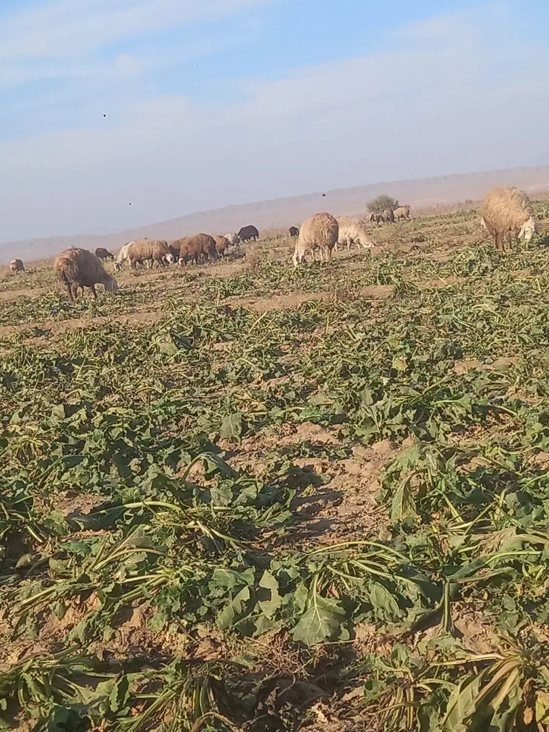 میش آبستن|حیوانات مزرعه|عطاملک, |دیوار