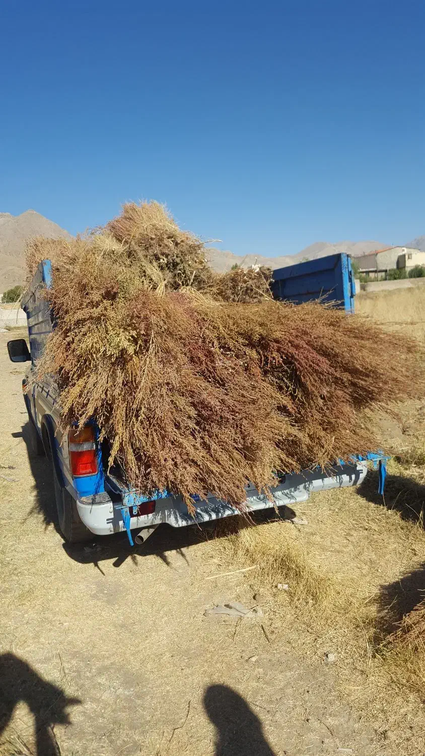 جارو|لوازم نظافت|نورآباد, |دیوار