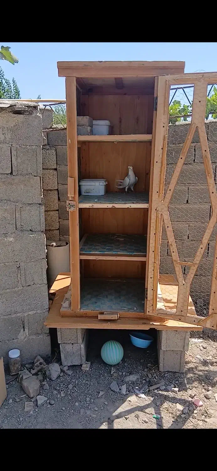 جفتگاه کبوتر|لوازم جانبی حیوانات|گنبد کاووس, |دیوار