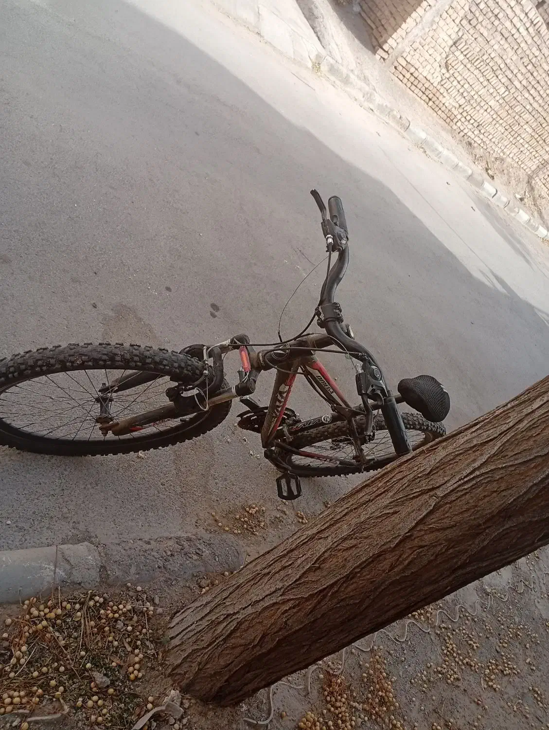 دوچرخه ویوا|دوچرخه، اسکیت، اسکوتر|گناباد, |دیوار