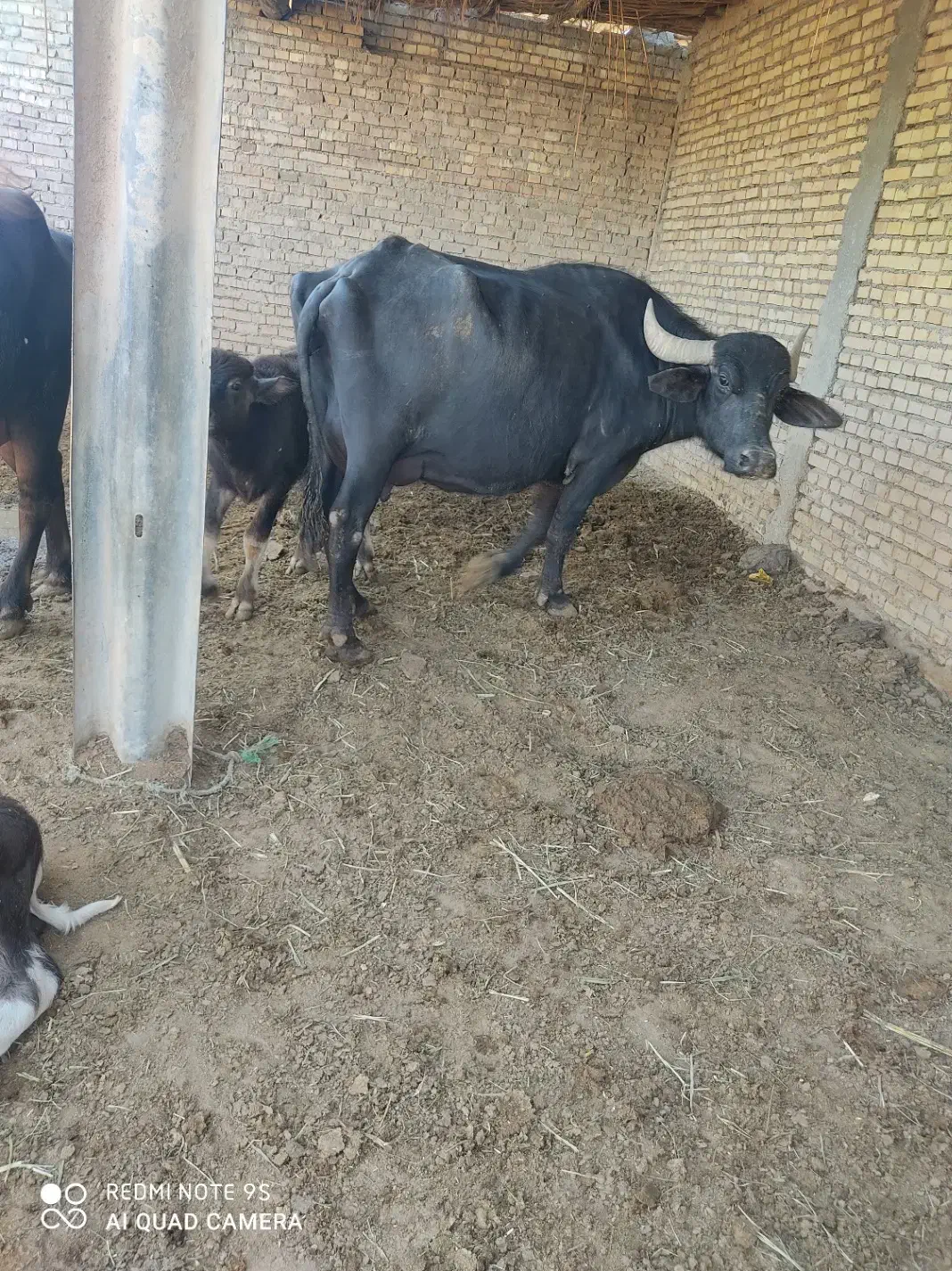 با سلام سه گامیش درجه یک و سالم فروش میرسد|حیوانات مزرعه|اهواز, ۳۰ متری|دیوار