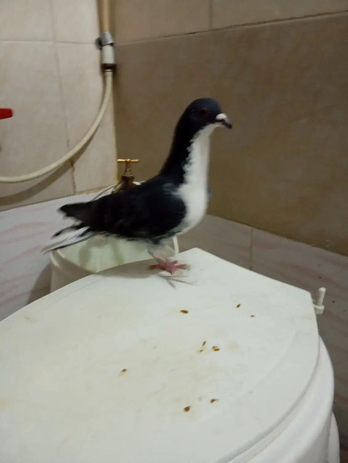 کبوتر هوای نر ۲۰۰|پرنده|شیراز, کوشک میدان|دیوار