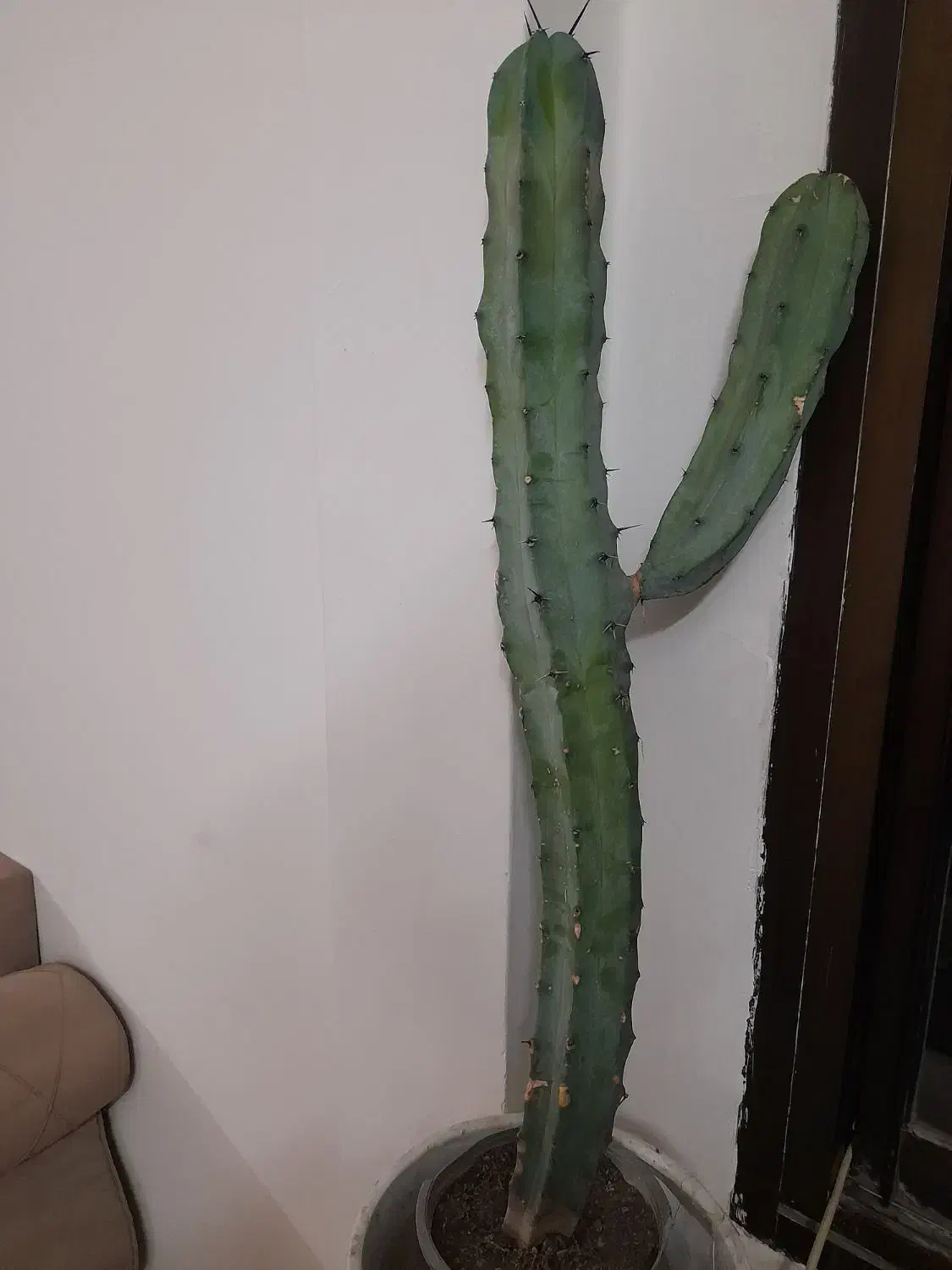 کاکتوس|گل و گیاه طبیعی|مشهد, هفت تیر (حافظ)|دیوار