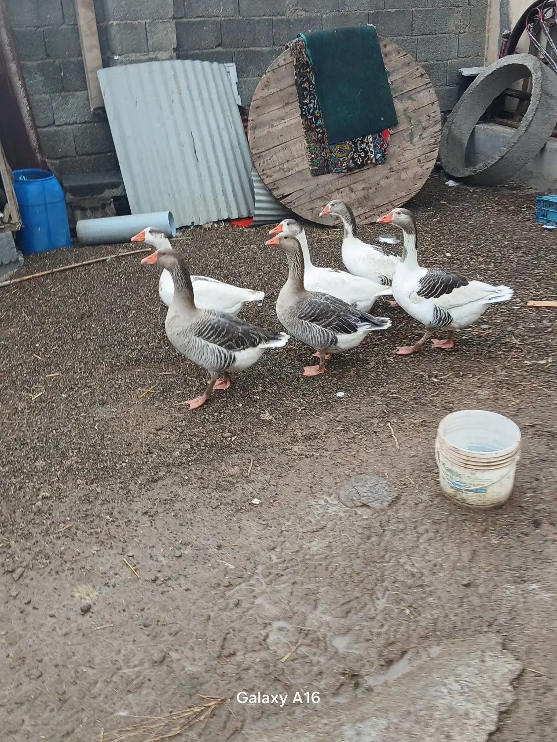 غاز|حیوانات مزرعه|فیروز, |دیوار