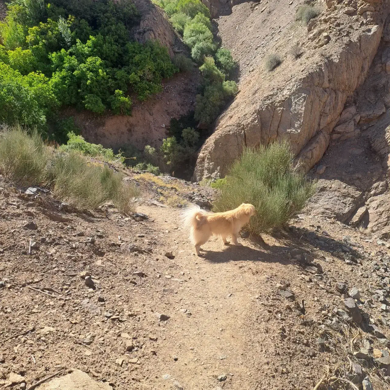 پاکوتاه نر پامرین|حیوانات|نیشابور, کوی یغما|دیوار