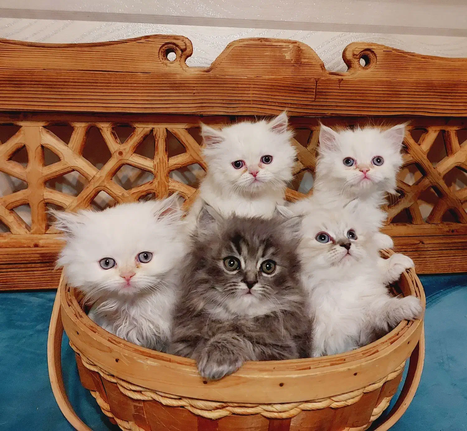 بچه گربه پرشین خانگی|گربه|کرج, بنیاد|دیوار