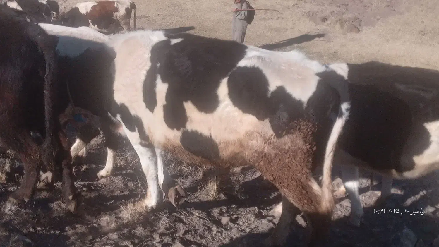 گوساله های ماده|حیوانات مزرعه|ارشق, |دیوار