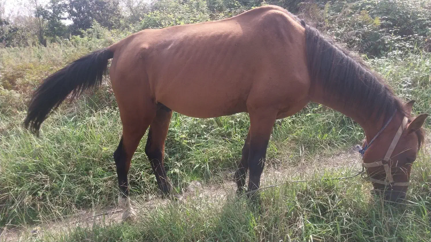 فروش اسب|اسب و تجهیزات اسبسواری|لنگرود, |دیوار