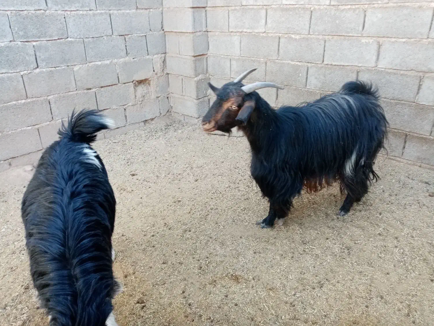 بز.|حیوانات مزرعه|شیراز, سعدیه شمالی|دیوار