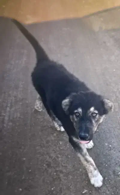 سگ معمولی|حیوانات|اهواز, کمپلو شمالی|دیوار