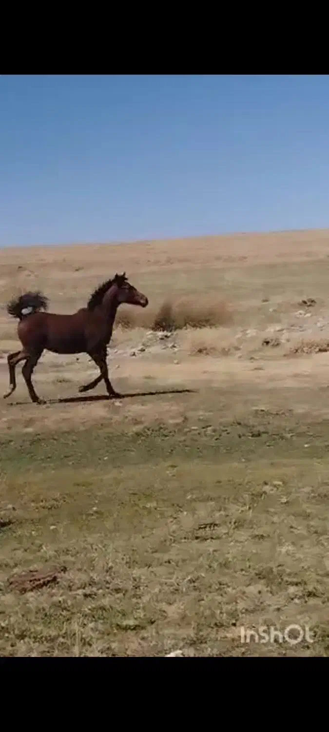 کره نریان خالص دره شوری نوه شاهزاده سین|اسب و تجهیزات اسب‌سواری|مرودشت, مسجد رسول‎|دیوار