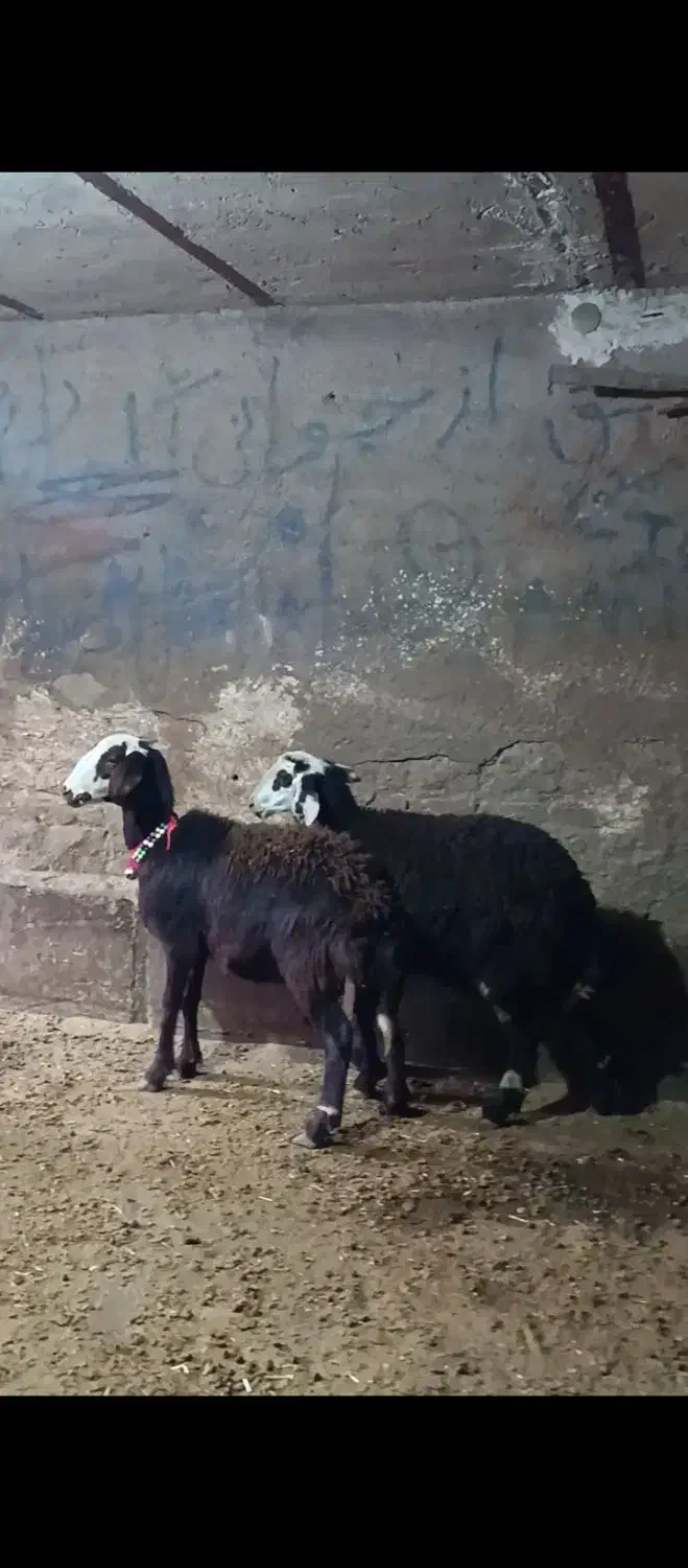 بره ماده کله سفید|حیوانات مزرعه|بروجرد, |دیوار