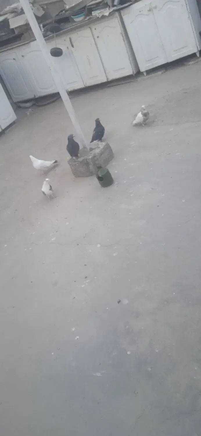 کبوتر|پرنده|قم, شهر قائم|دیوار