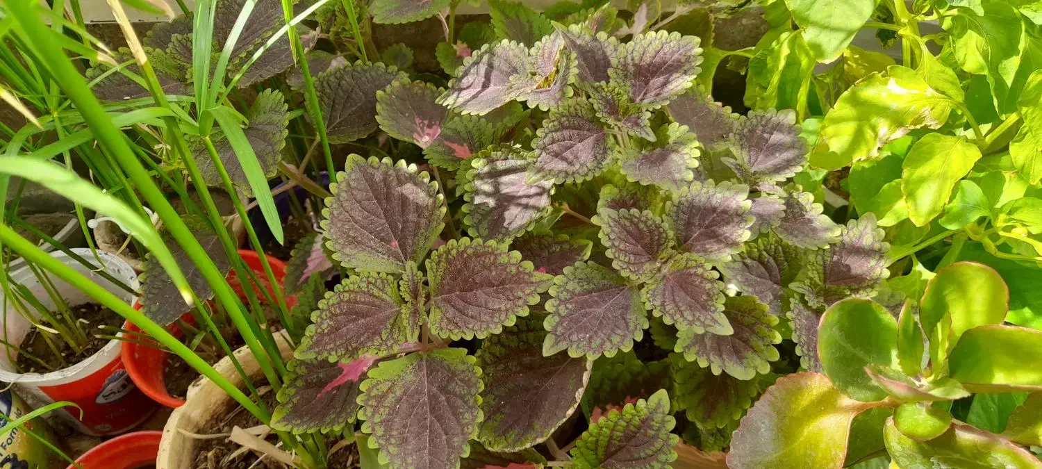 گل و گیاه خانگی و ارزان|گل و گیاه طبیعی|سبزوار, امیر کبیر|دیوار