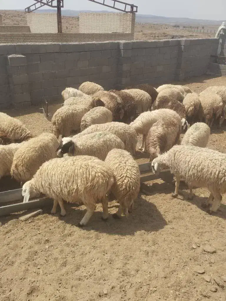 میشینه-فروش یکجا|حیوانات مزرعه|کرمان, |دیوار