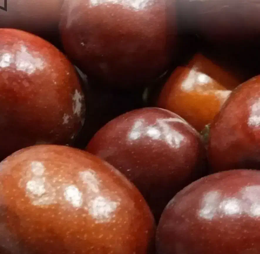 نهال زرشک وعناب وتوت وسنجد وانجیر وانار|حراج|زاهدان, |دیوار