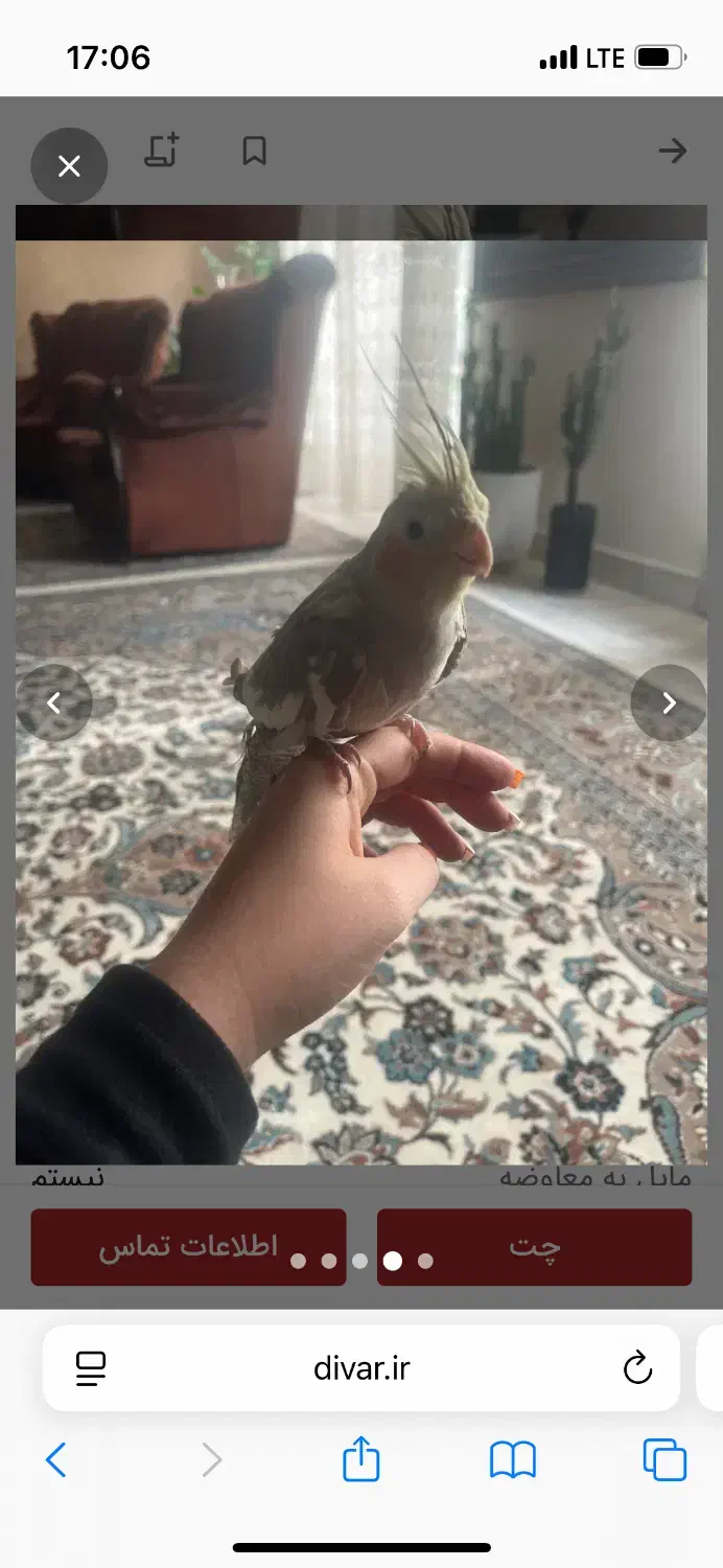 عروس هلندی ماده سینامون|پرنده|تهران, استقلال|دیوار