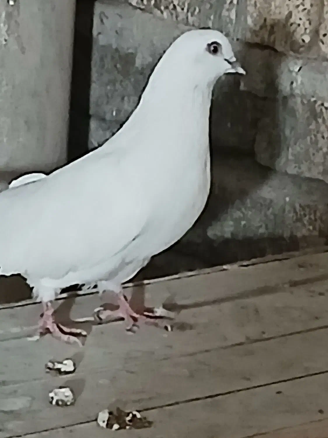 کبوتر پرشی ماده|پرنده|ابریشم, |دیوار