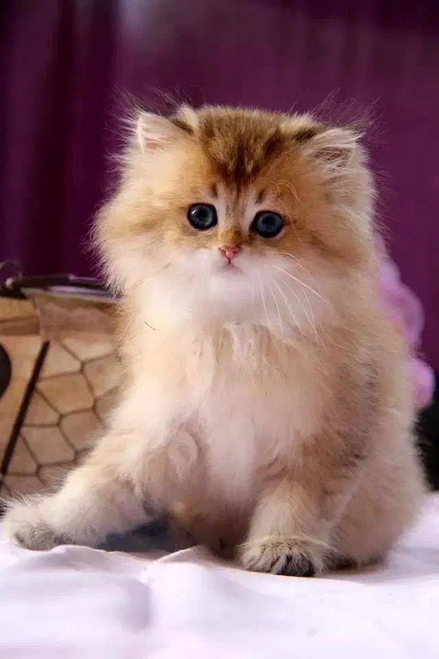 مرکز خوشگل ترین گربه بریتیش دنیا|گربه|تهران, جماران (نیاوران)|دیوار