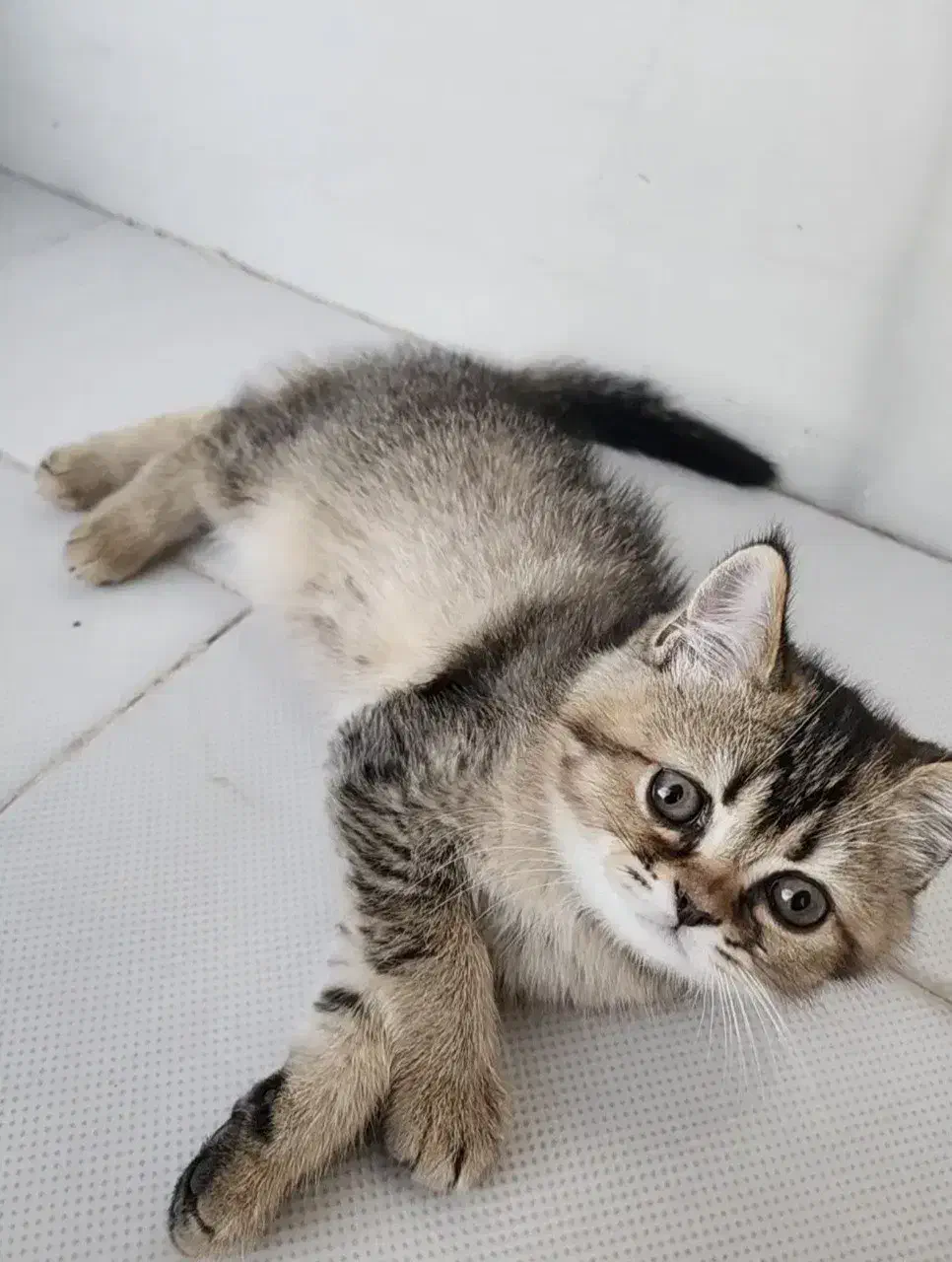 گربه ‌ی بیریتیش دو ماهه اولین واکسن خورده شده|گربه|آبیک, |دیوار