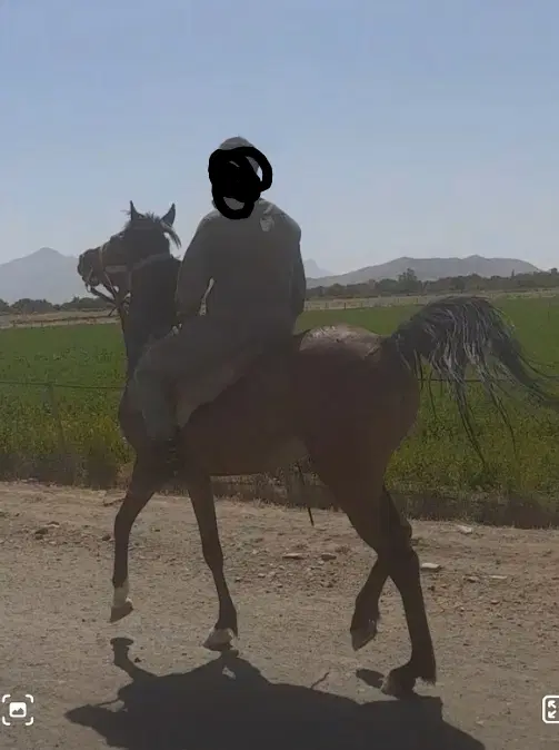 اسب عرب|اسب و تجهیزات اسبسواری|ملایر, |دیوار