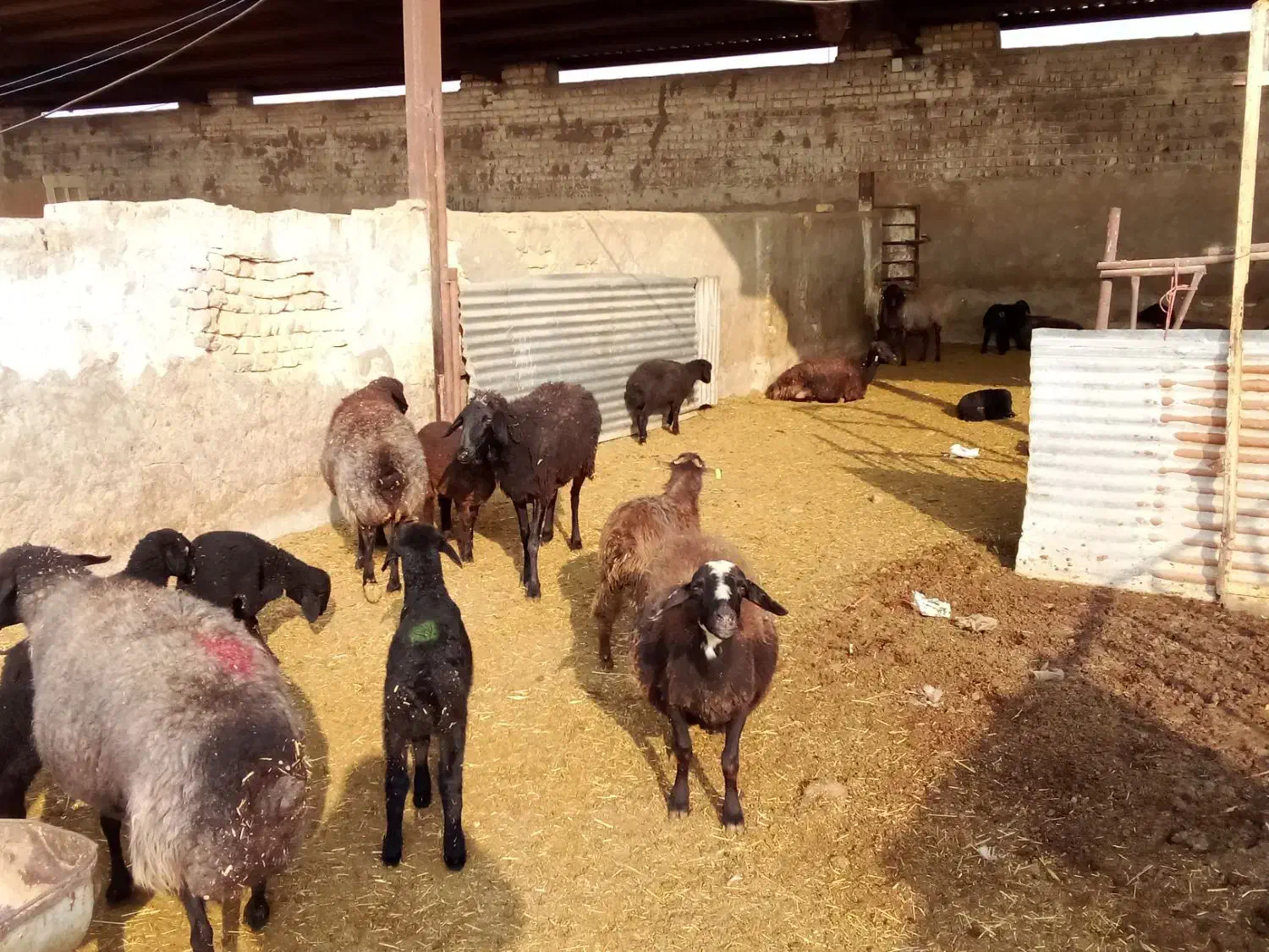 28راس زایده 5راس ابستن|حیوانات مزرعه|قنوات, |دیوار