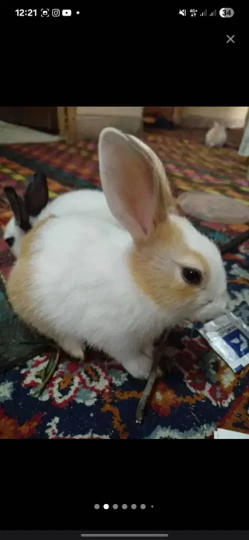 خرگوش مینیاتوری|موش و خرگوش|دزفول, |دیوار