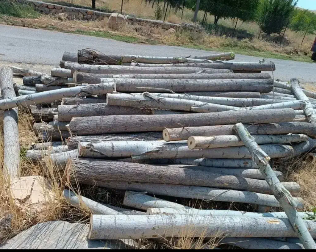 خریدارانواع چوب بابالاترین قیمت نقدنقددرمحل شما|خدمات باغبانی و درختکاری|سرپل ذهاب, |دیوار