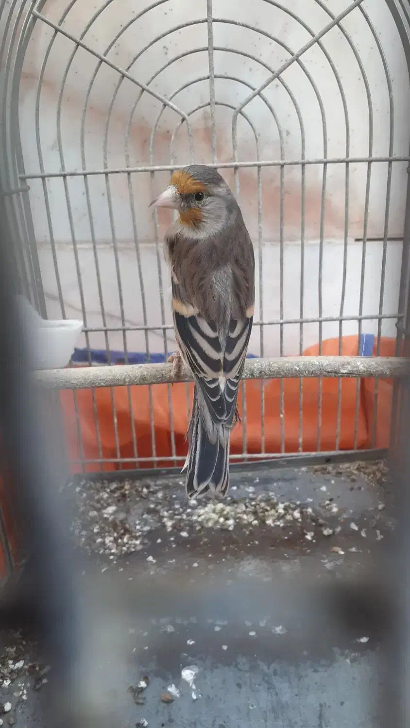 سهره قناری دهن دار دهن لر بی غلط اس|پرنده|کرمانشاه, |دیوار