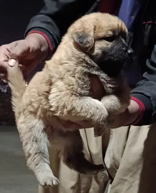 توله سگ سرابی ذات قدیم|سگ|مبارکه, |دیوار