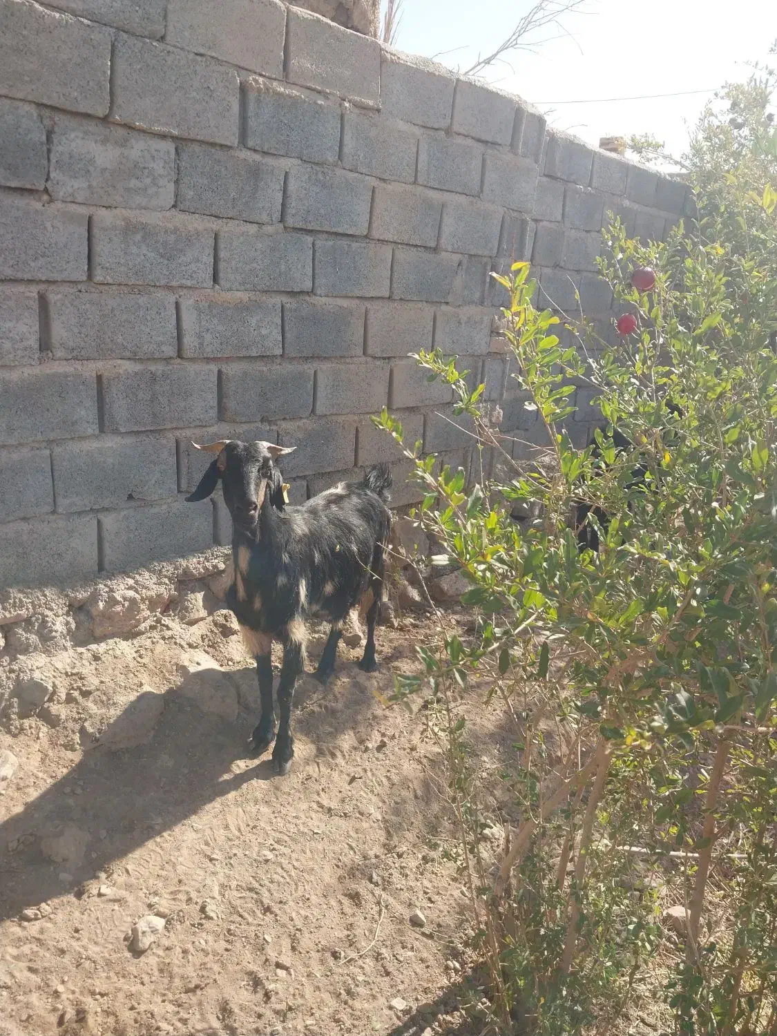 بره چینی چاق وقوچی بزومیش چاق خوسف|حیوانات مزرعه|خوسف, |دیوار