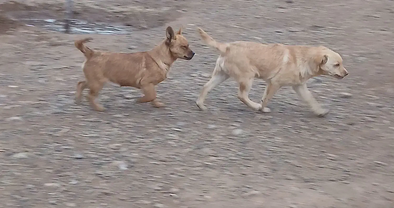 سگ پاکوتاه|سگ|شوط, |دیوار