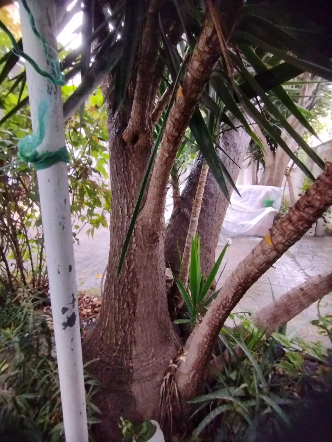 فروش تعدادی گل یوکا|گل و گیاه طبیعی|بابلسر, |دیوار