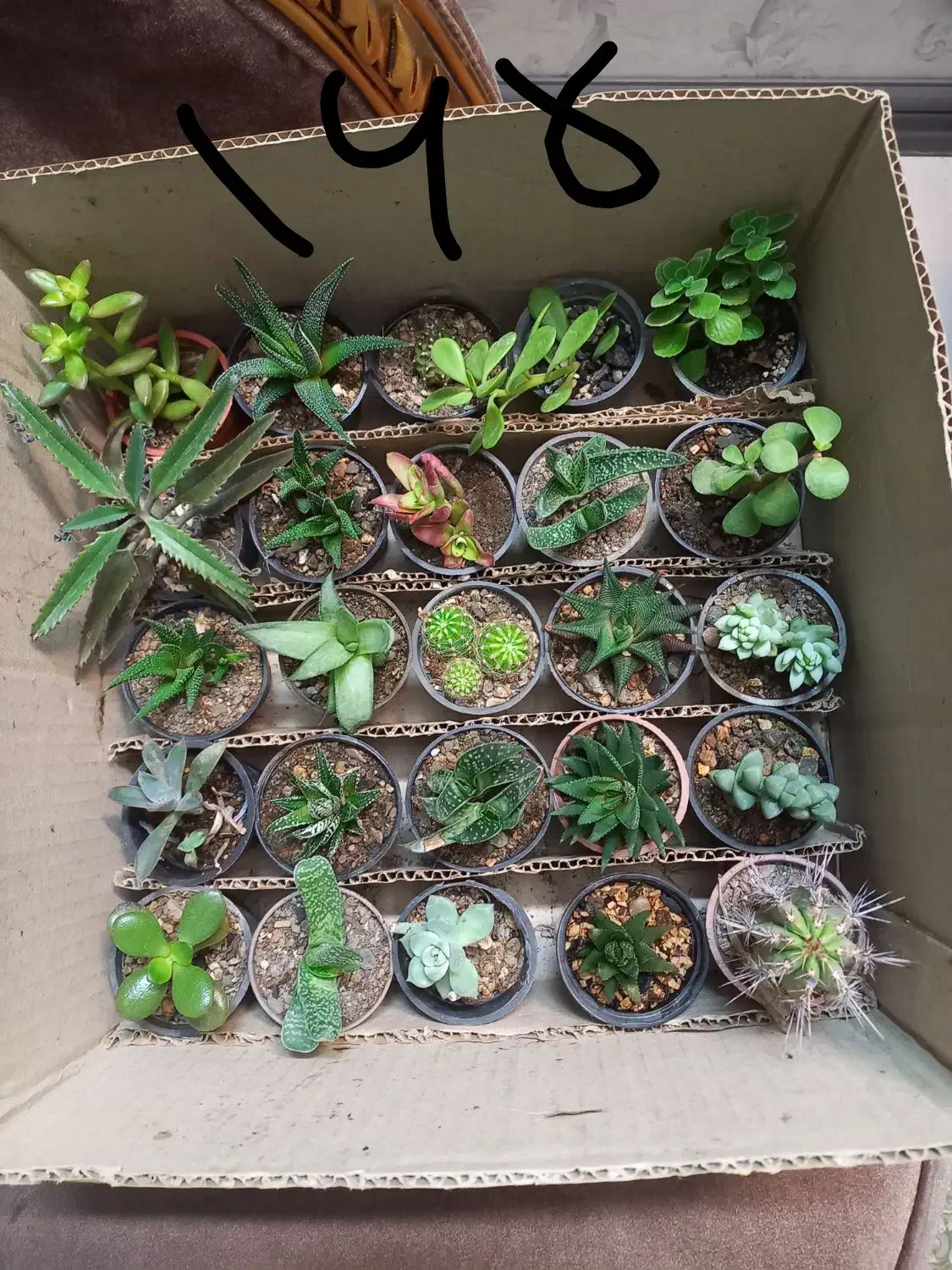 پک کاکتوس سایز ۶ و ۸ انواع گل و ساکولنت زامفولیا|گل و گیاه طبیعی|مشهد, الهیه|دیوار