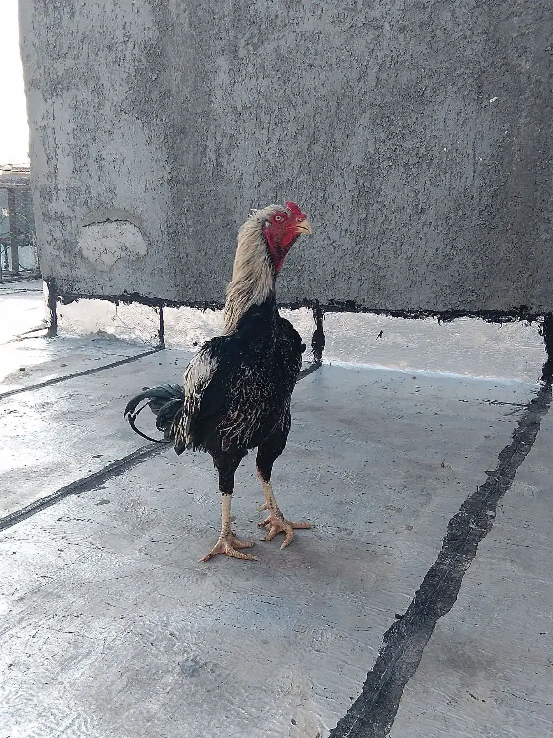 یک عدد خروس لاری و جوجه مرغ لاری|حیوانات مزرعه|مشگین شهر, |دیوار