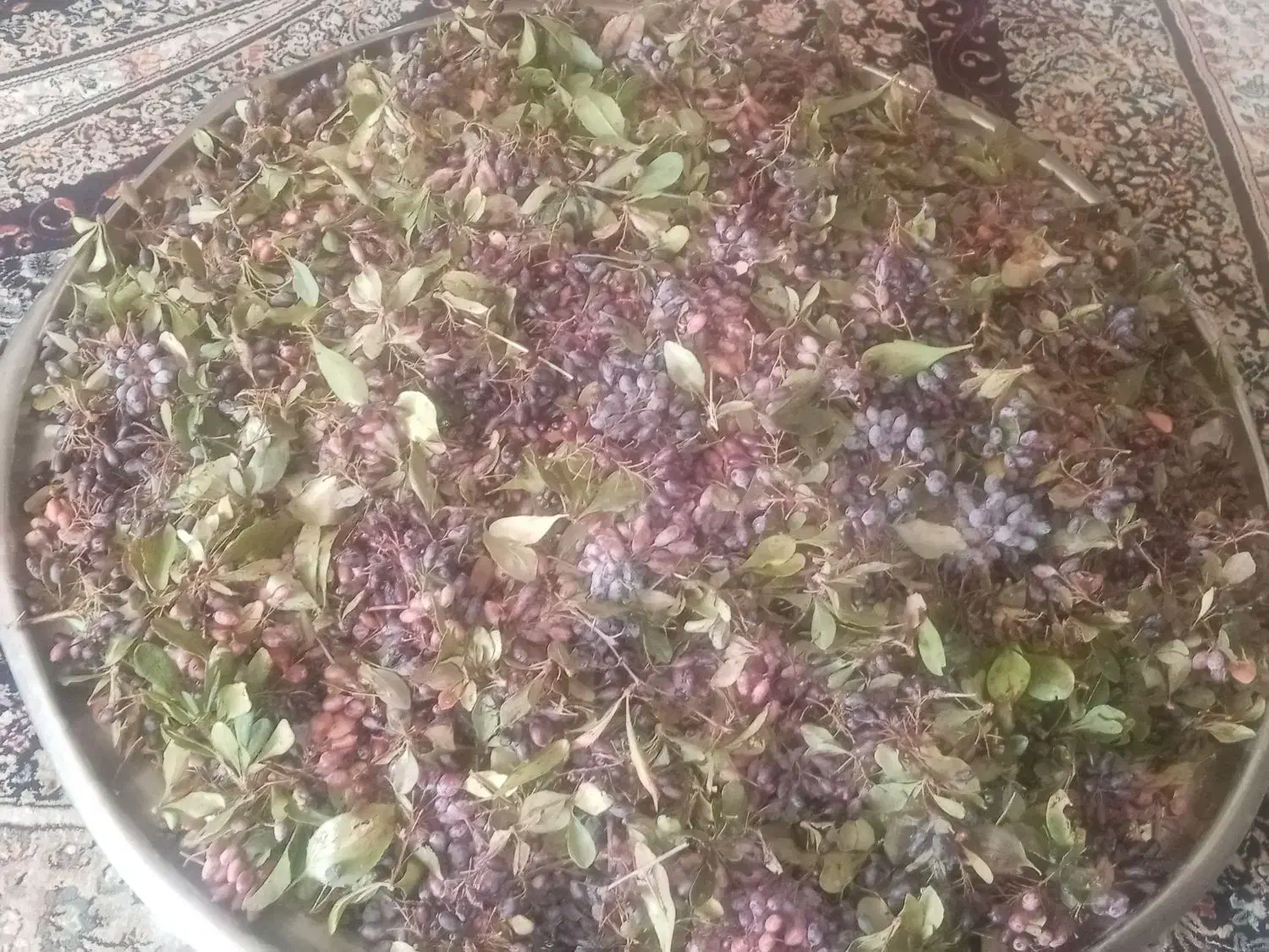 زرشک کوهی تازه|خوردنی و آشامیدنی|شیراز, حجت آباد|دیوار