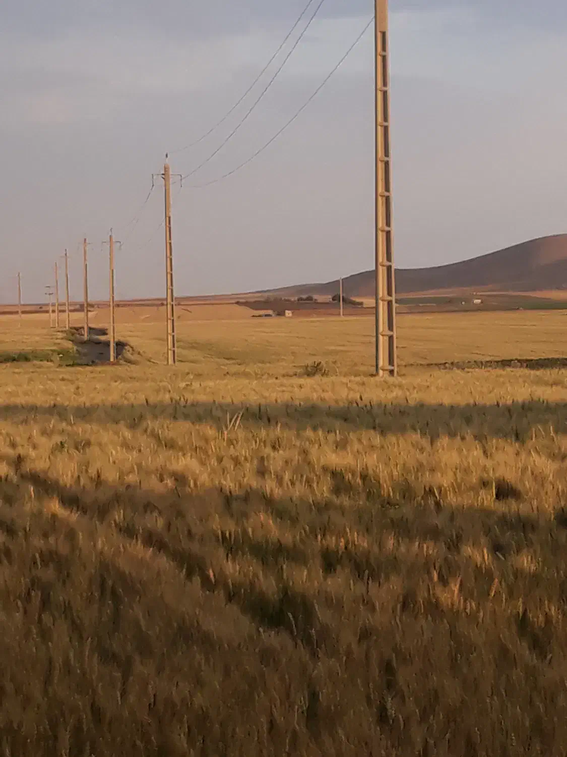 گندم|خوردنی و آشامیدنی|سردرود, |دیوار