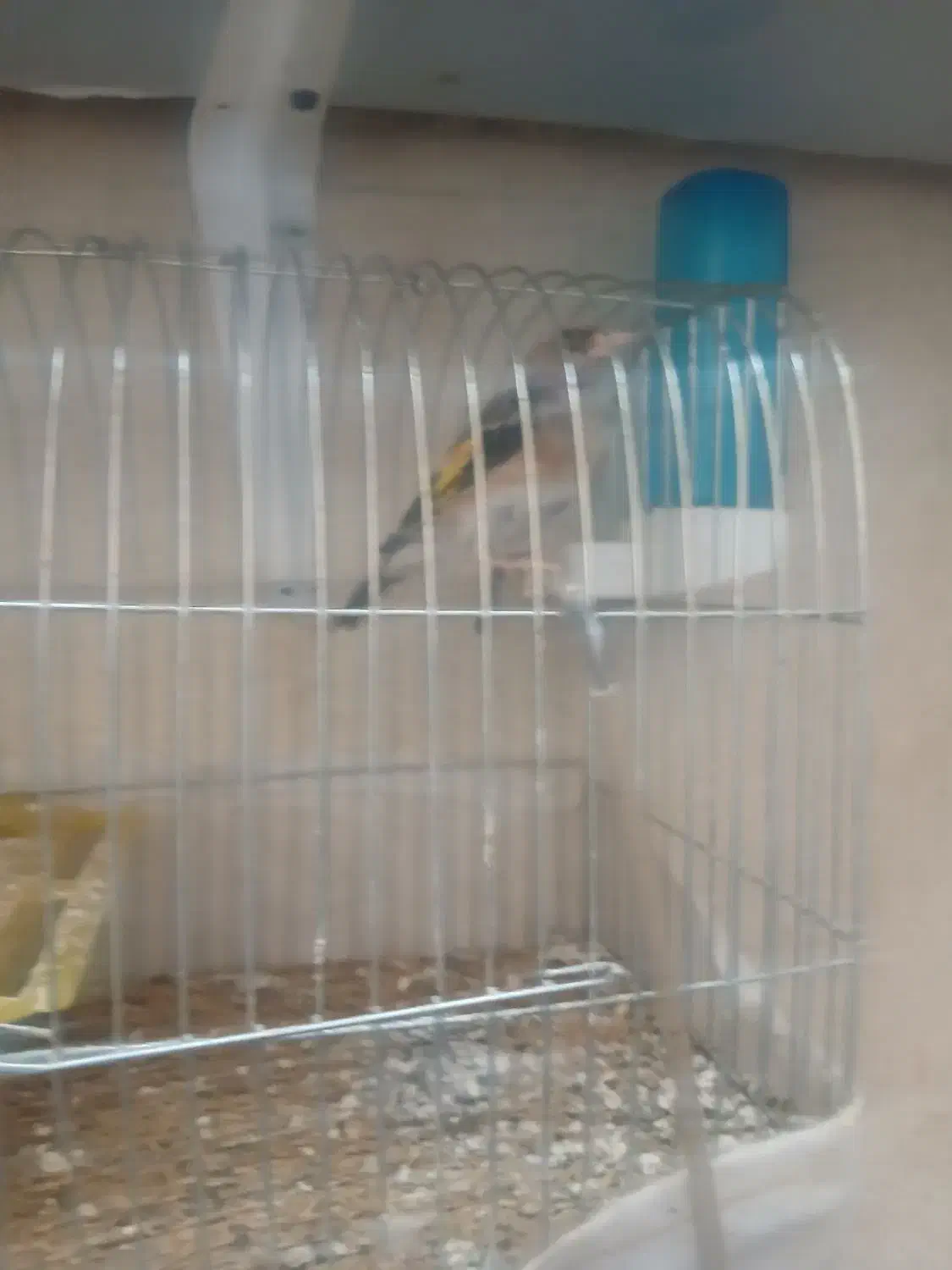 خوشرنگ نر تمیز و خیلی دُرُشت|پرنده|قزوین, |دیوار