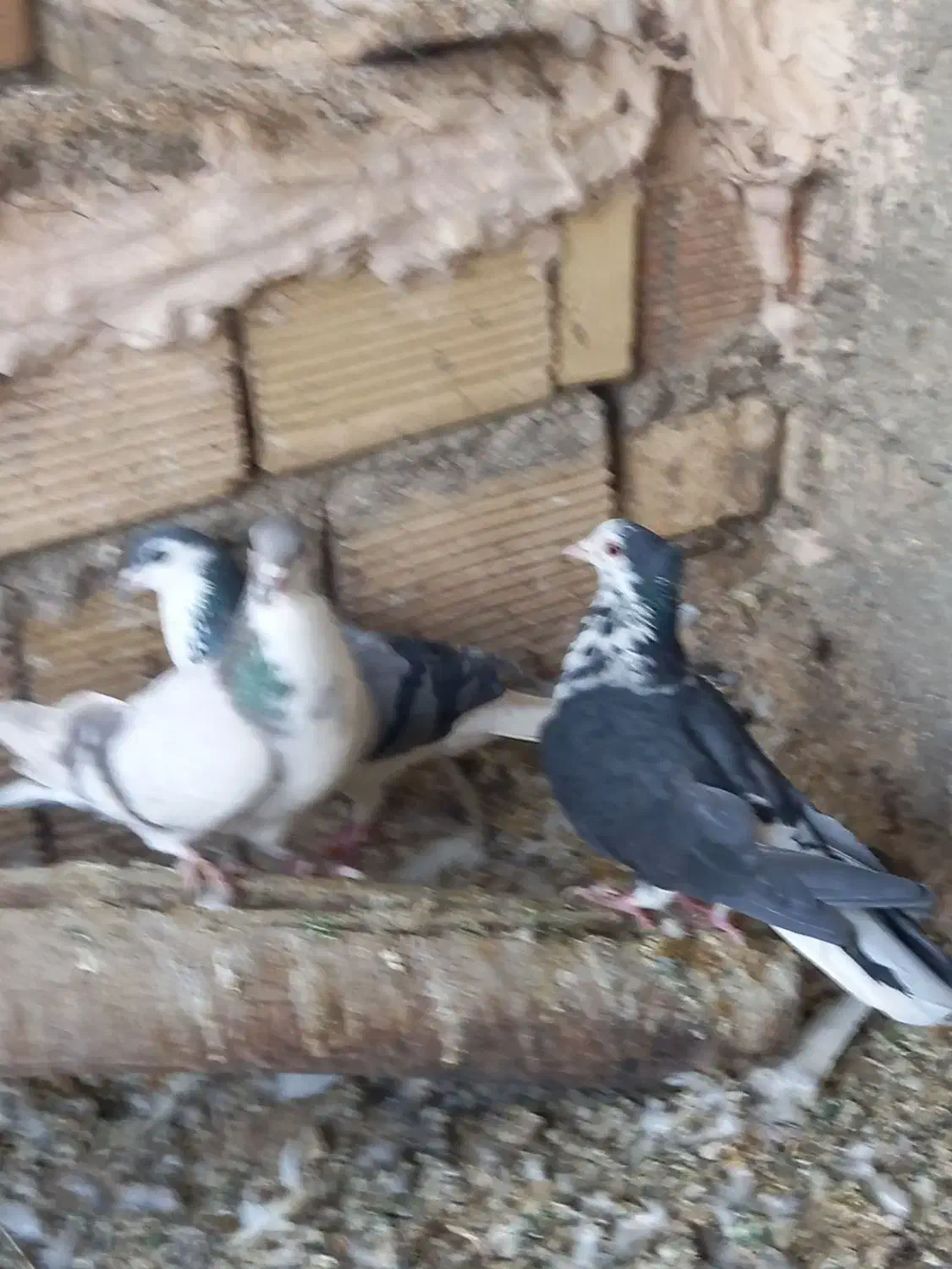 کبوتر دمگیر گلین،پرشی جوجه و کهنه،اصفهانی دمسفید|پرنده|برخوار, |دیوار