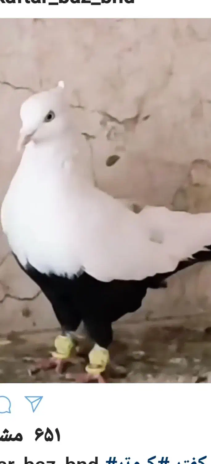 فروش کبوتر|پرنده|مرودشت, نقش رستم|دیوار