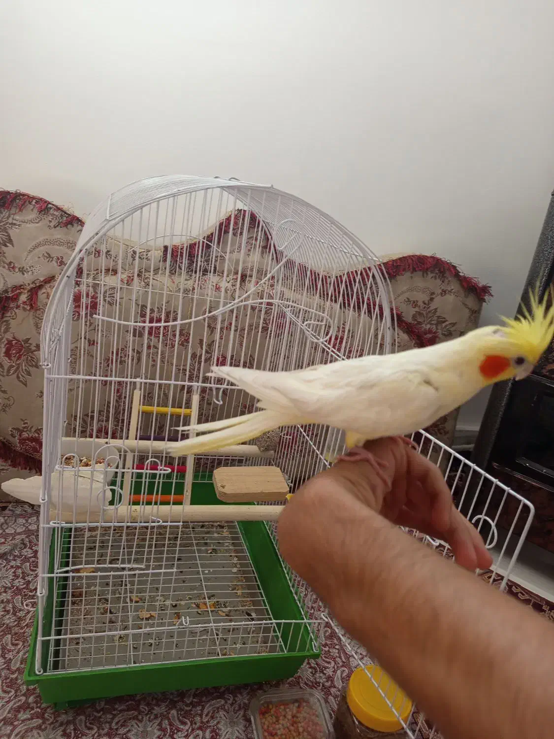 عروس هلندی|پرنده|قروه, |دیوار