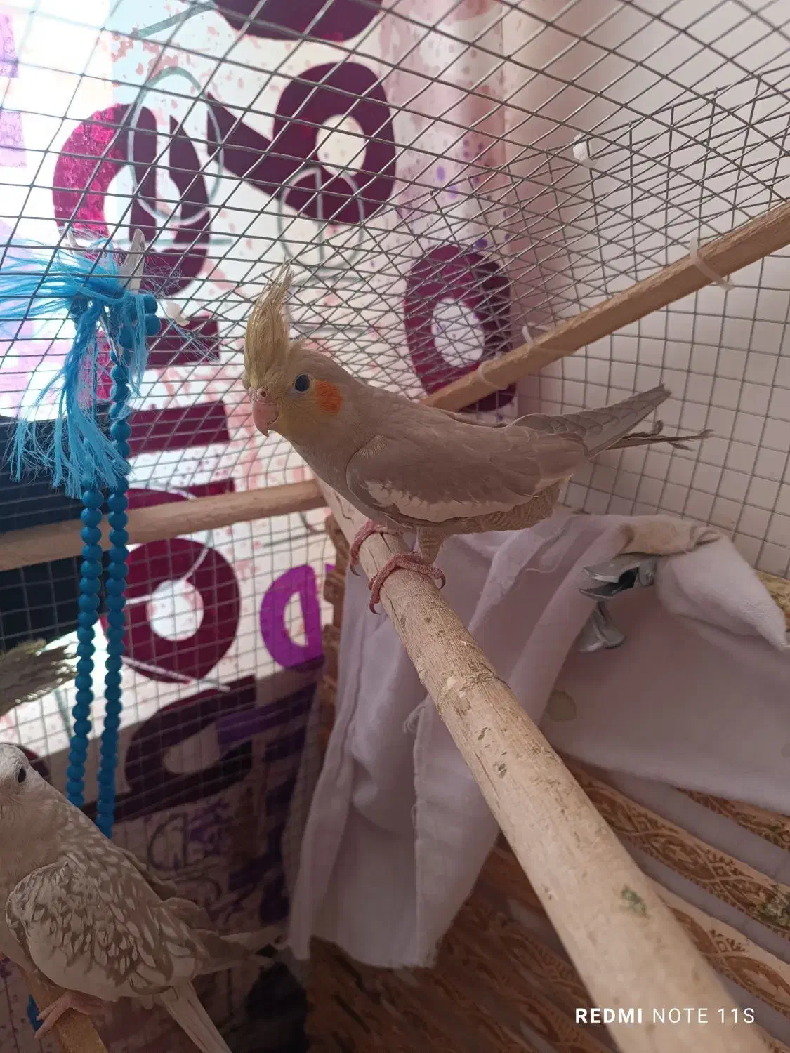 عروس هلندی|پرنده|مهاباد (آذربایجان غربی), |دیوار