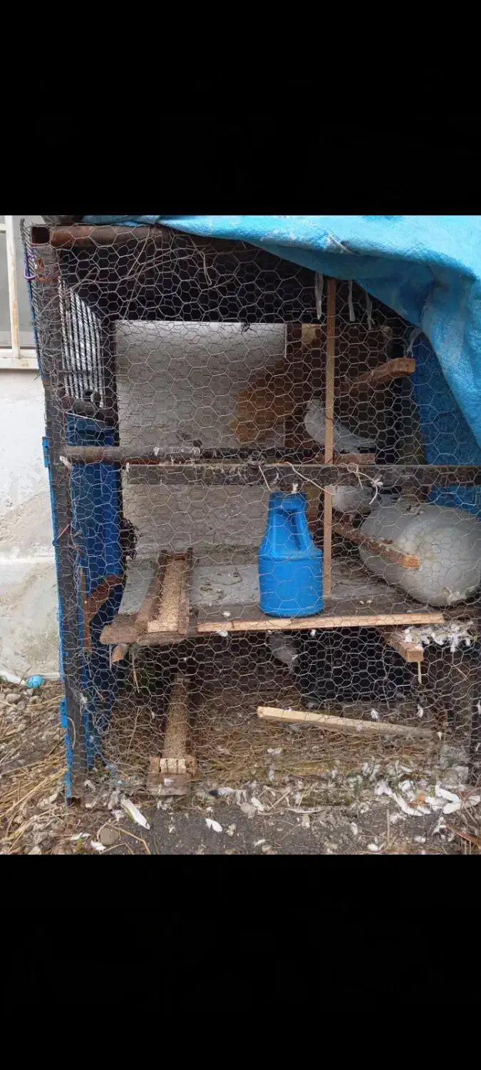 قفس بزرگ|لوازم جانبی حیوانات|نوشهر, |دیوار