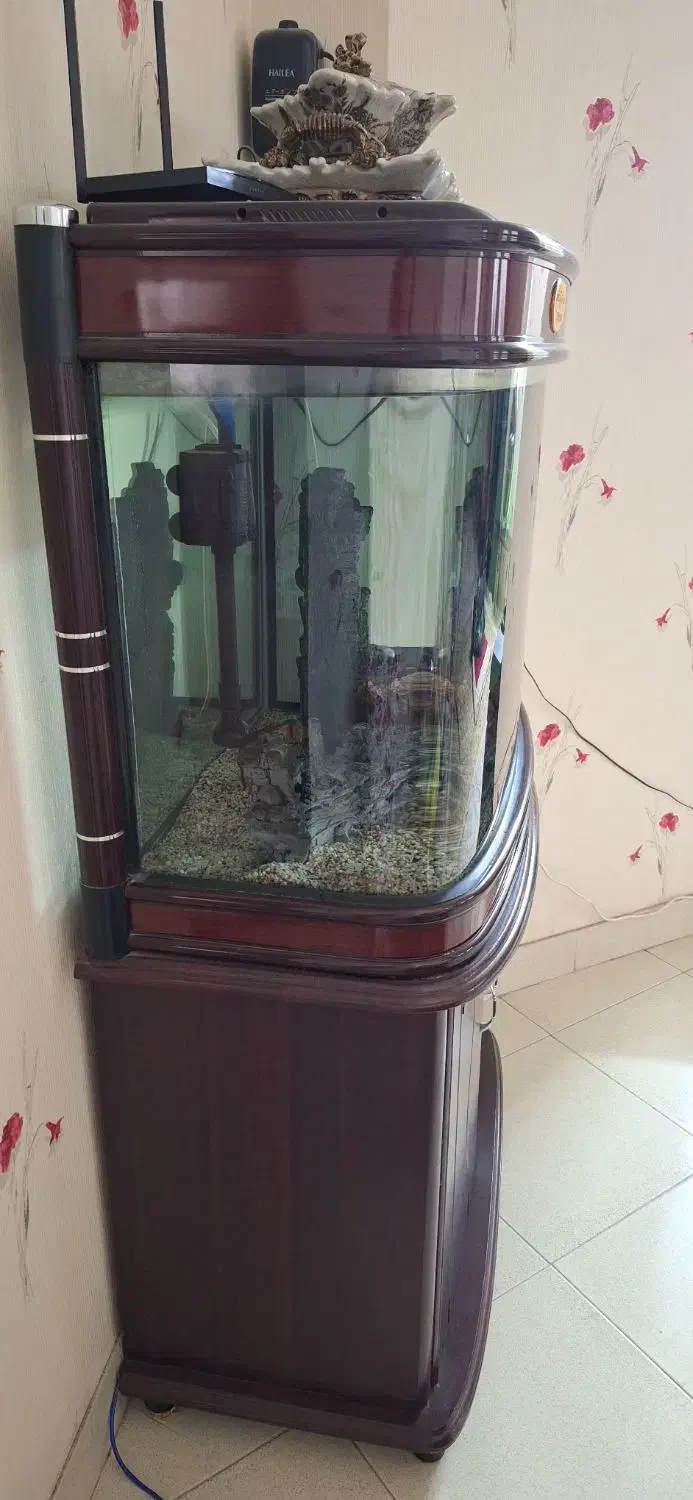 lکواریوم|ماهی|مشهد, حجاب (شهرک غرب)|دیوار