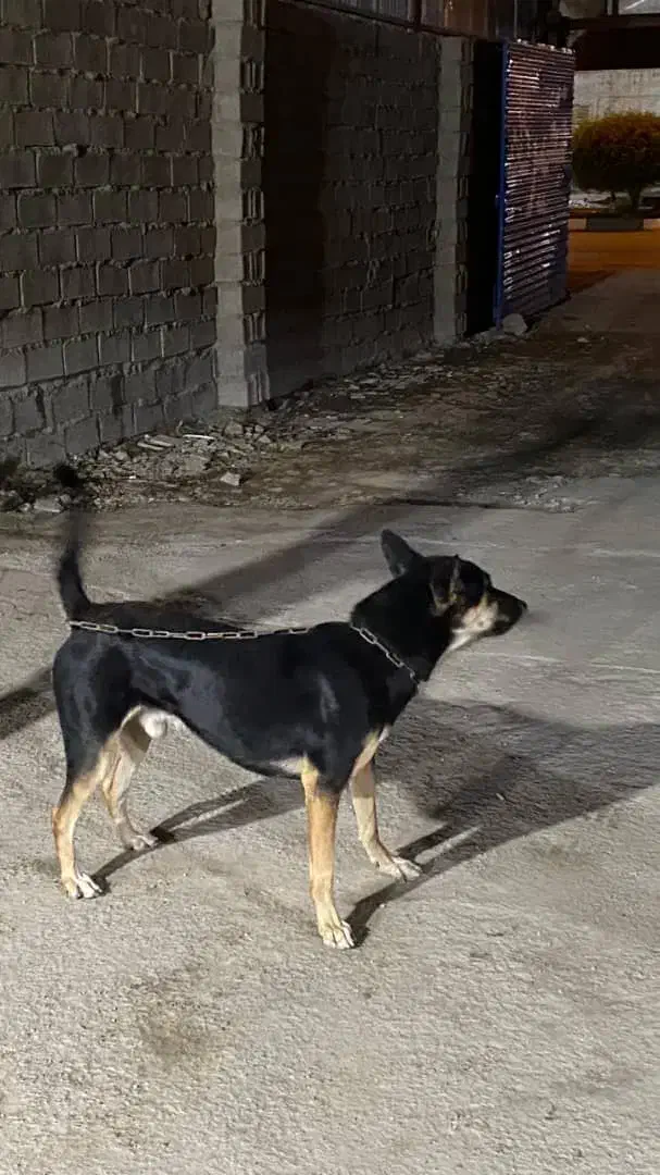 فروشی|سگ|اهواز, کوی طلاب|دیوار